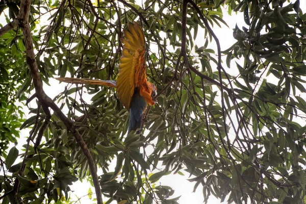 Macaw Bird Costa Rica — Stok fotoğraf