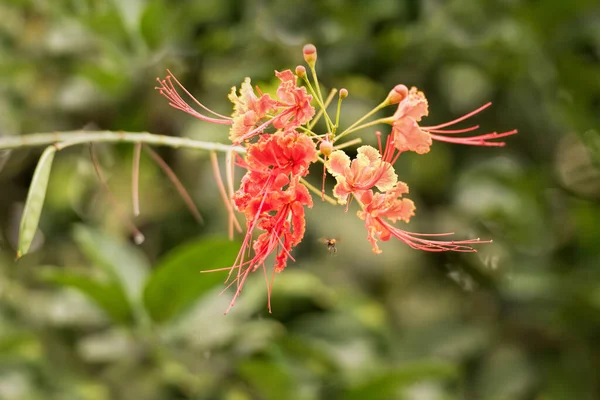 Flor Vermelha Abelha Costa Rica — Fotografia de Stock