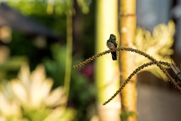Colibri Costa Rica — Fotografia de Stock