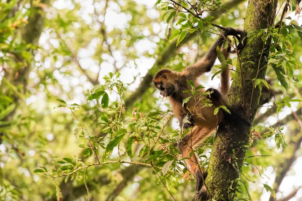 哥斯达黎加的蜘蛛猴 — 图库照片