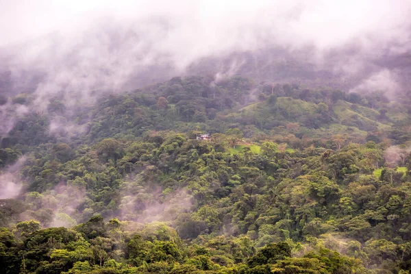 Jungle Forest Costa Rica — 图库照片