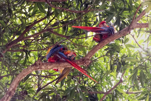 Macaw Bird Costa Rica — Stock Photo, Image