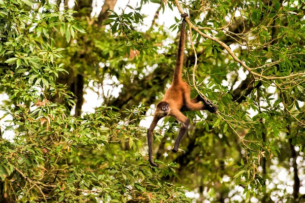 Macaco Aranha Costa Rica — Fotografia de Stock