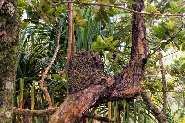 Nido Termitas Costa Rica — Foto de Stock