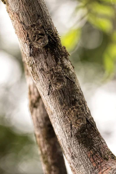 Morcego Nariz Longo Costa Rica — Fotografia de Stock