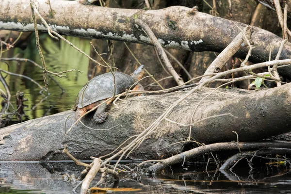 Żółw Czarny Kostaryce — Zdjęcie stockowe