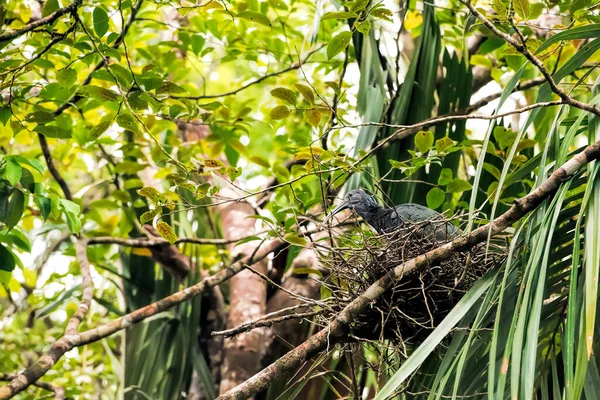 Γυαλιστερό Ibis Στην Κόστα Ρίκα — Φωτογραφία Αρχείου