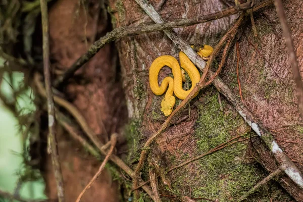Yellow Viper Costa Rica — Foto de Stock