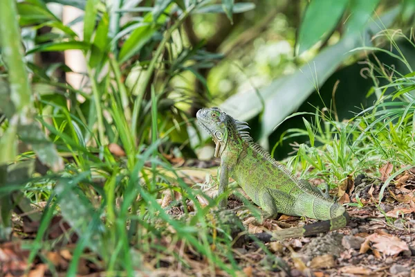 Costa Rica Yeşil Iguana — Stok fotoğraf