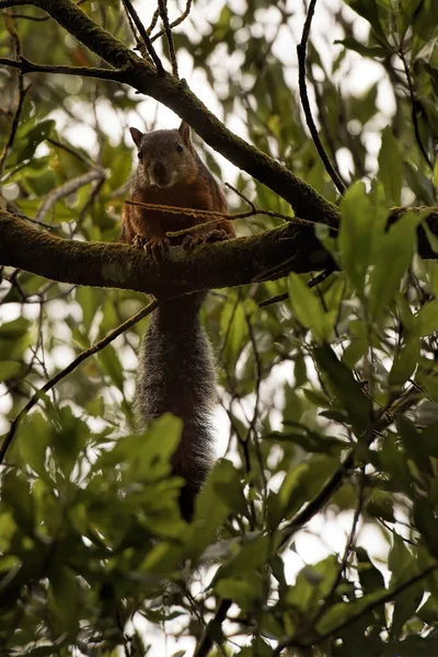 Ποικίλος Σκίουρος Στην Κόστα Ρίκα — Φωτογραφία Αρχείου
