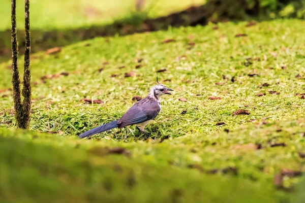 Magpie Jay Fly Costa Rica — Stock Photo, Image