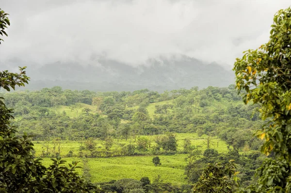 Jungle Forest Costa Rica — 스톡 사진