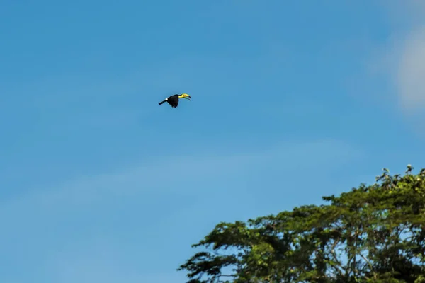 Tukan Fliegt Costa Rica — Stockfoto