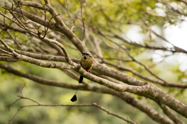 Kosta Rika Motmot Kuşu — Stok fotoğraf