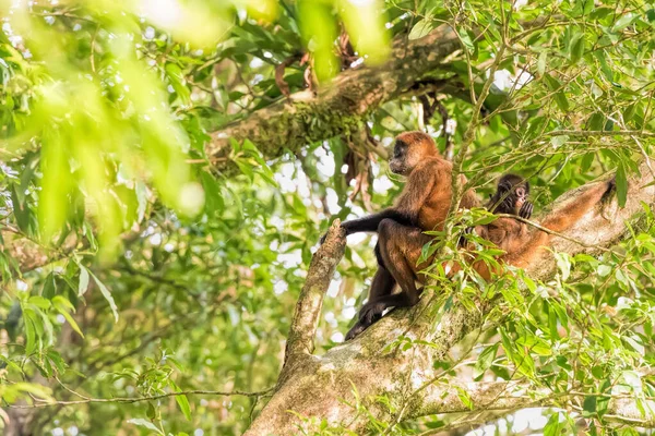 コスタリカのクモ猿と赤ちゃん — ストック写真