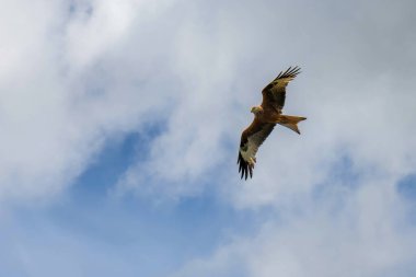 Milan Royal uçuyor.