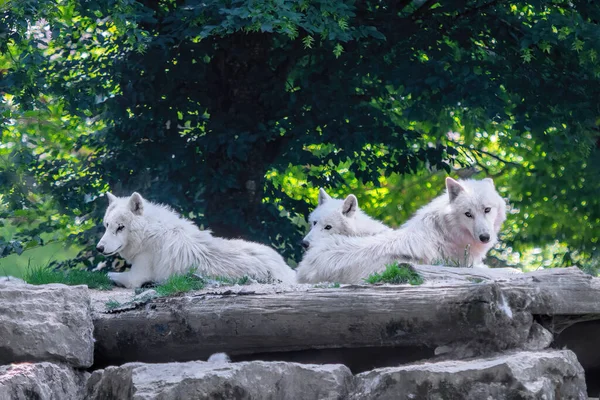 Пачка Білих Вовків — стокове фото
