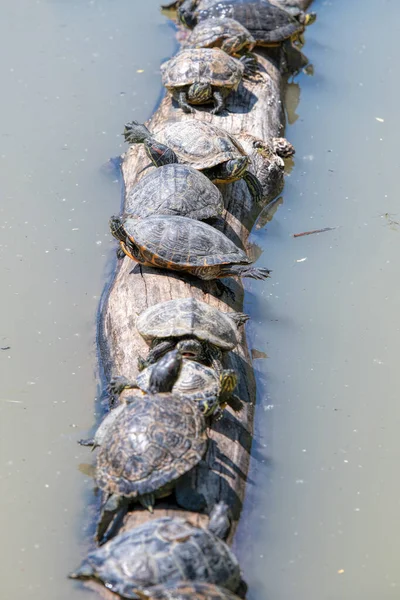 Lijn Schildpadden Een Tak — Stockfoto
