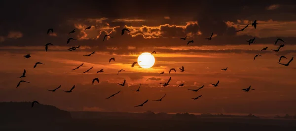 有云彩和鸟儿的日落 — 图库照片