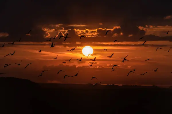 有云彩和鸟儿的日落 — 图库照片