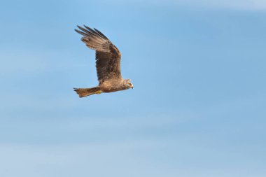 Milan Royal uçuyor.