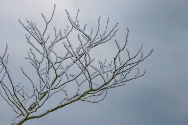 Kışın kar altında ağaçlar ve dallar