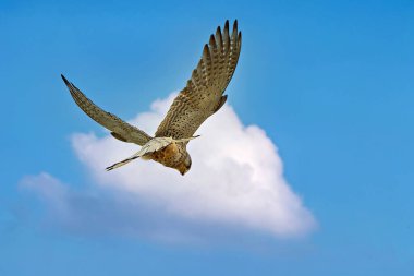 Gökyüzünde süzülen gökyüzü şahini