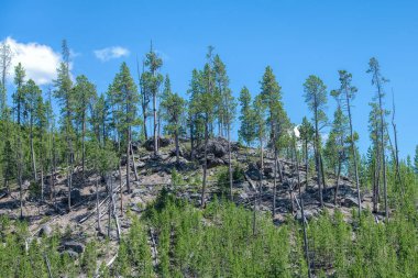 Yellowstone Ulusal Parkı Manzarası