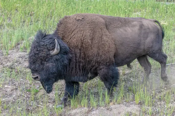 Bison Yellowstone National Park — Stockfoto