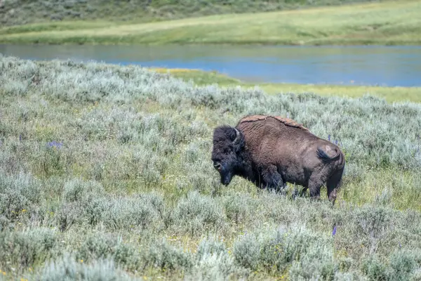 Bison Yellowstone Nemzeti Parkban Stock Kép