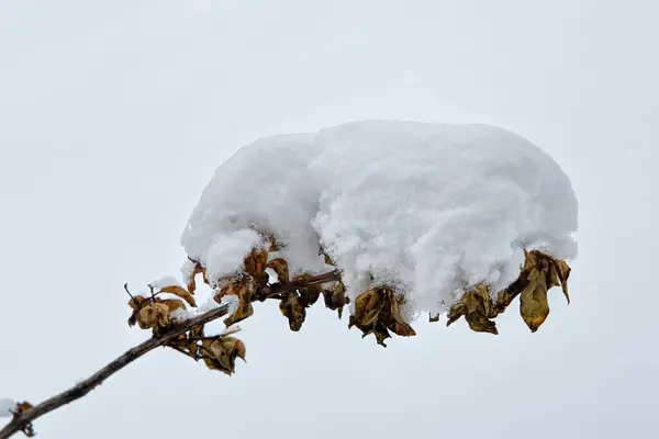 Kerti Növények Alatt Télen Jogdíjmentes Stock Fotók