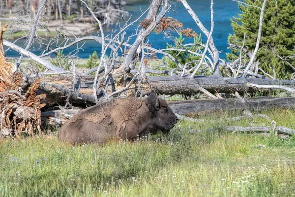 Bizon Yellowstonském Národním Parku Royalty Free Stock Obrázky