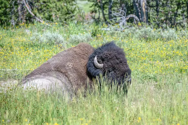 Bizon Yellowstonském Národním Parku Stock Obrázky