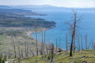 Yellowstone Ulusal Parkı Manzarası