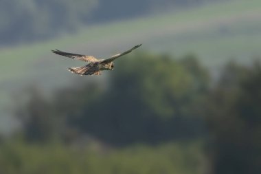 Bir gökdoğan avlanıyor.