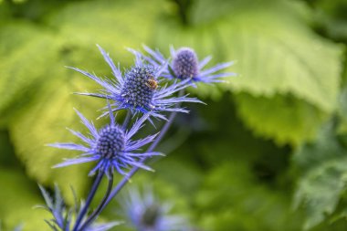 İskoçya 'daki Cawdor Kalesi