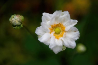 Güzel beyaz çiçek ve tomurcuk