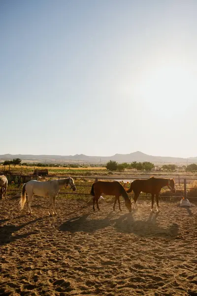 山岳地帯のほこりのコーラルにある馬のグループ 写真は黄金の時間に撮影され シーンに暖かい光を与えます — ストック写真