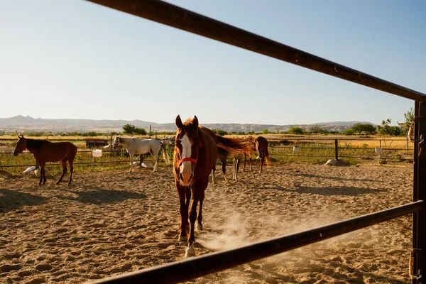 Sekelompok Kuda Berdiri Tanah Berdebu Gambar Diambil Dari Balik Pagar Stok Lukisan  