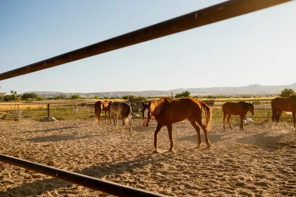 Sekelompok Kuda Berdiri Tanah Berdebu Gambar Diambil Dari Balik Pagar Stok Gambar Bebas Royalti