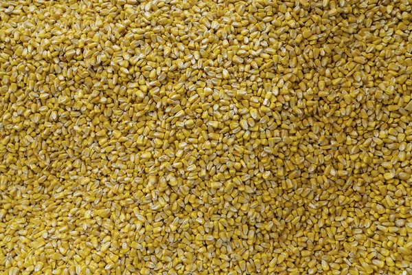 浅谈扁平表面的生黄玉米种子 免版税图库照片