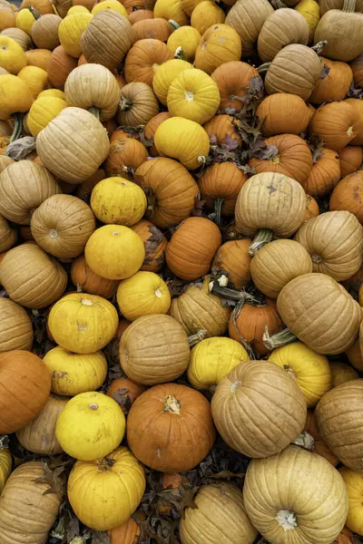 Orange Green Pumpkins Brown Leaves Fall Background Selective Focus Stock Picture