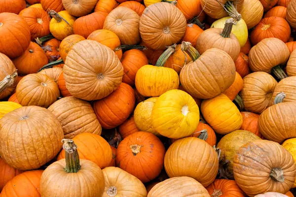Kürbisse Thanksgiving Verschiedenen Farben Und Größen Selektiver Fokus Stockbild