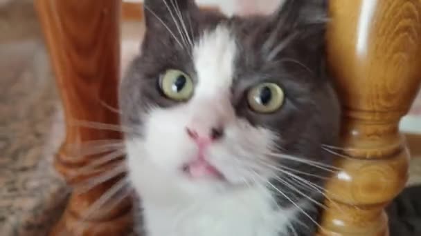Мила Домашня Кішка Сходах — стокове відео