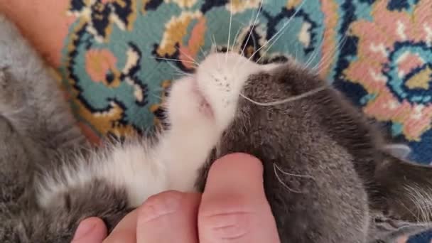 Περιποιείσαι Την Οικιακή Γάτα Από Κοντά — Αρχείο Βίντεο