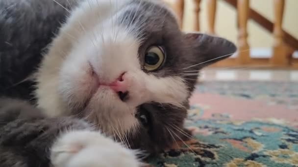 カーペットの上の国内かわいい猫の休息 — ストック動画