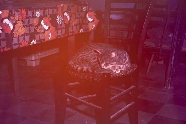 Dolomiten Italien Juni 1977 Katzenruhe Auf Einem Stuhl Den 70Er — Stockfoto