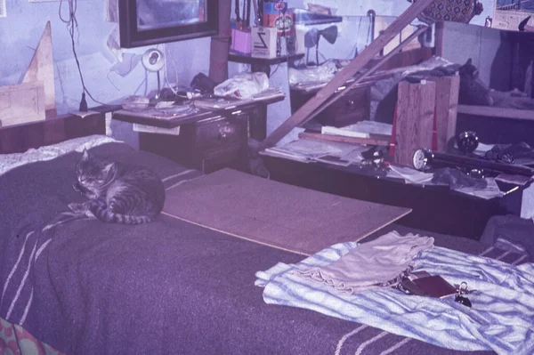 이탈리아 1977 고양이 가잠자고 더러운 — 스톡 사진
