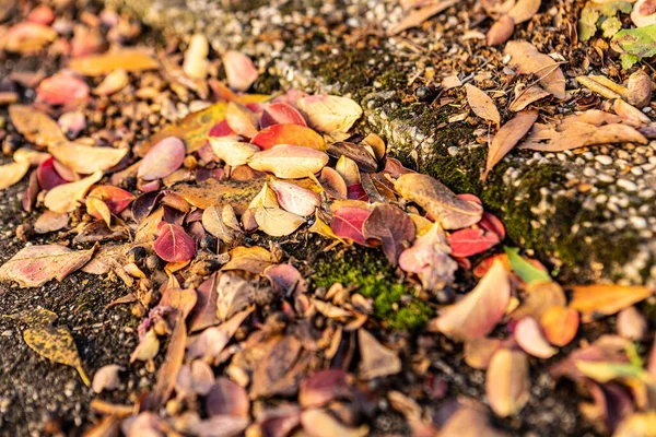 Padající List Zem Podzimní List Zemi — Stock fotografie