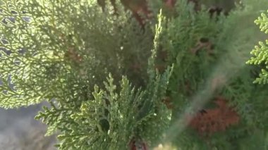 Çam iğneleri doğada makro ayrıntı